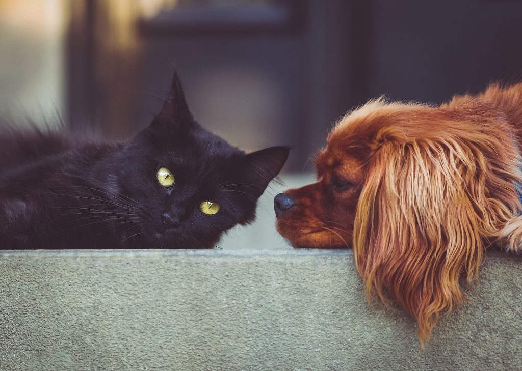 chat noir et chien marron