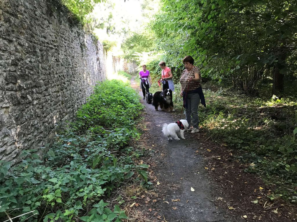 Forêt de Bonsecours 9