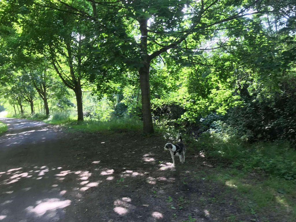 Forêt de Bonsecours 10