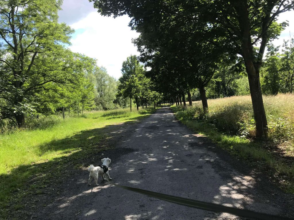 Forêt de Bonsecours 13