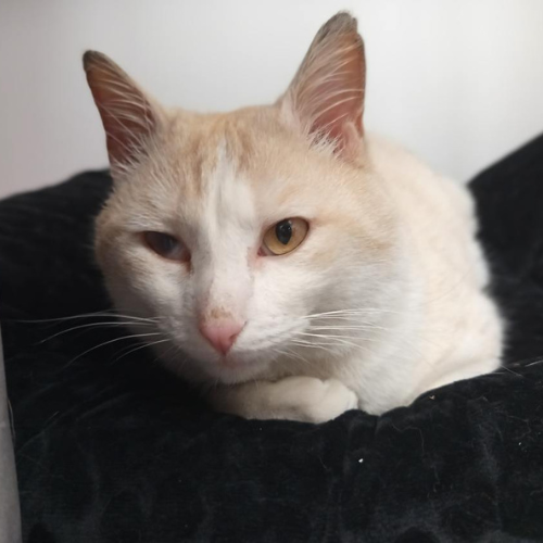 Gary : Mâle de 3/4 ans, gentil mais encore un peu craintif. Avec de l'amour, il prendra confiance.