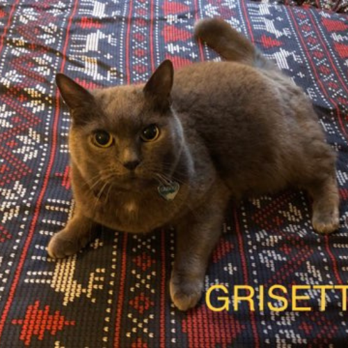 Grisette : Femelle de 9 ans, aussi douce et câline que son jumeau Grisou, ils feront le bonheur de leur futur foyer.
