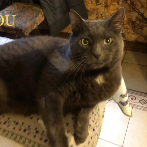 Grisou : Mâle de 9 ans, câlin et inséparable de sa jumelle Grisette. Ils sont un duo de tendresse.