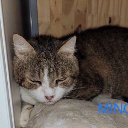 Minou : Mâle de 4/5 ans, doux, câlin et prêt à partager son affection.