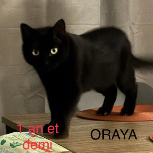 Oraya : Femelle de 1 an et demi, câline et idéale pour créer des moments de tendresse.