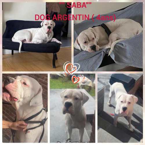 Saba est un Dogue argentin mâle de 4 ans, connu pour son respect, son obéissance et sa gentillesse. Il a besoin de beaucoup d’amour, de longues balades, et d’un grand jardin clôturé pour s’épanouir pleinement. Attention, Saba est incompatible avec les chats et les chiens mâles. Si vous avez une chienne, une visite préalable sera nécessaire pour vérifier la compatibilité avant l’adoption. Un compagnon idéal pour une famille attentionnée et active !