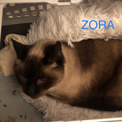 Zora : Femelle de 10 ans, très craintive, mais pleine de potentiel pour une famille compréhensive.