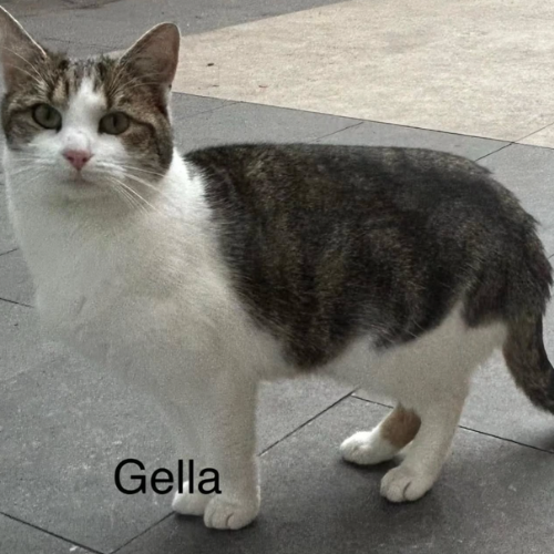 Gella