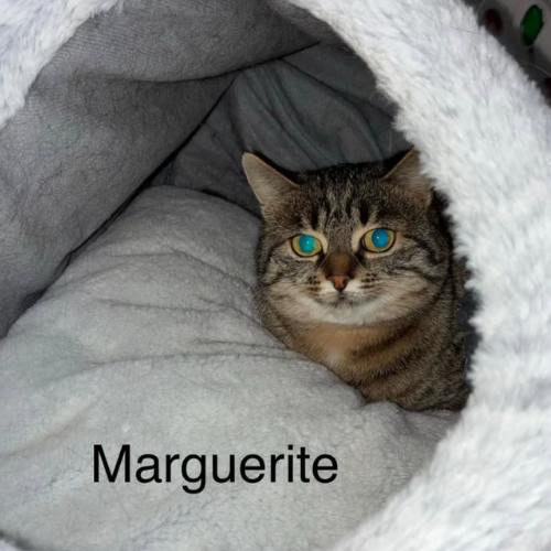 Marguerite