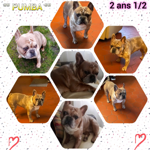 Puma - 2 ans et demi - mâle