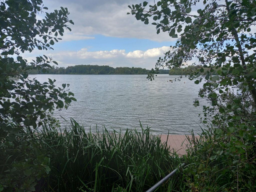 Forêt de Bonsecours 2