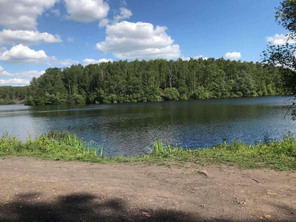 Forêt de Bonsecours 1