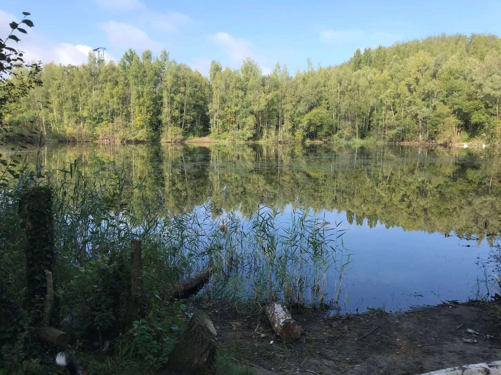 Forêt de Bonsecours 4